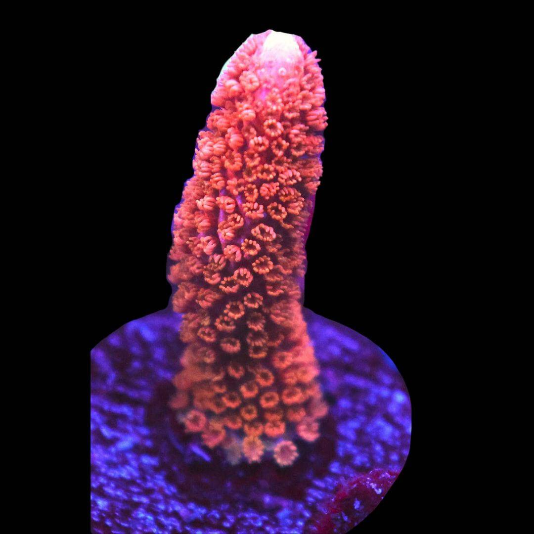 SDC Monti: Peach Digi Cult