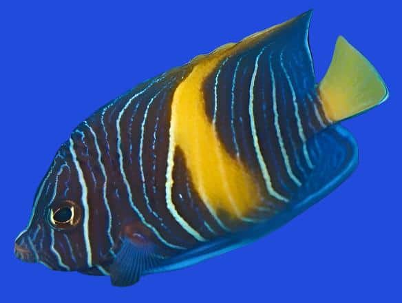 Angel: Asfur; Juv; T.R.