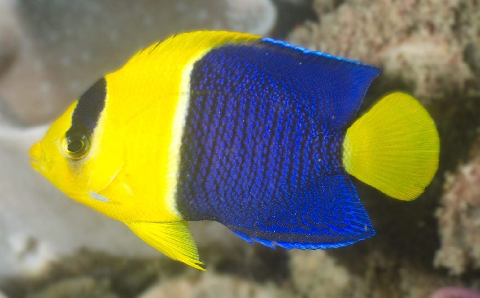 Angel: Bicolor; Van.