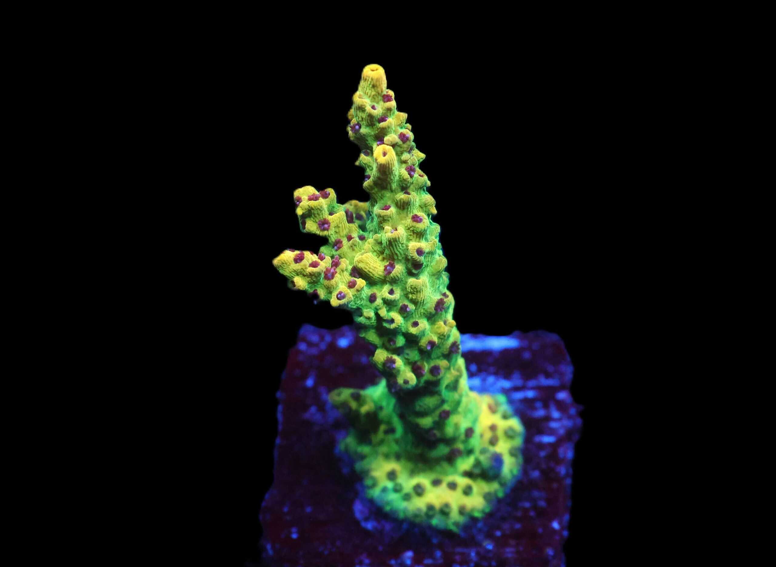 SDC Acro: Tyree Pink Lemon Cult