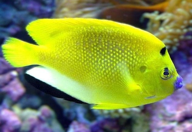 Angel: Flagfin; Africa