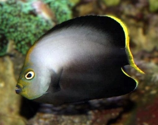 Angel: Grey Poma; Juv.