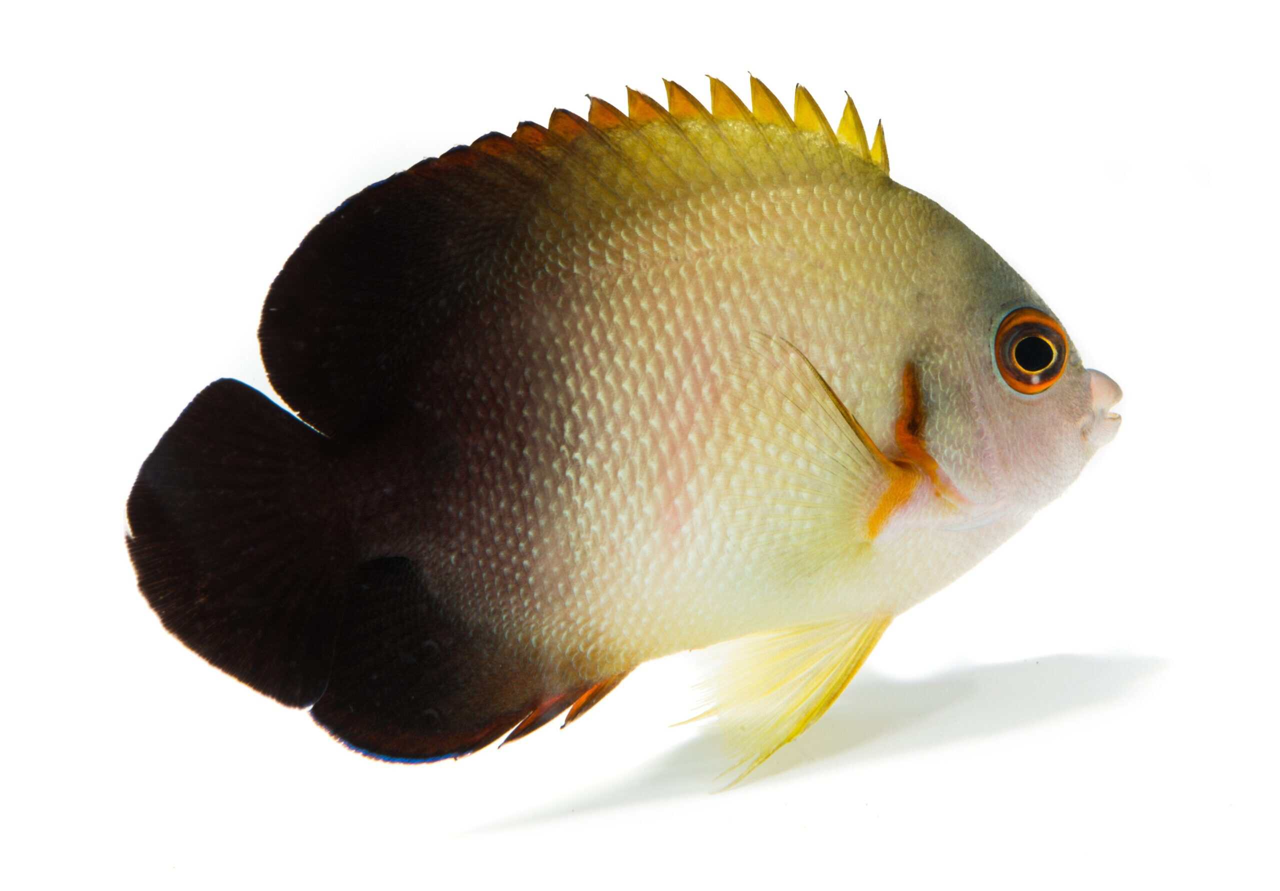 Angel: Half Black; Sol.