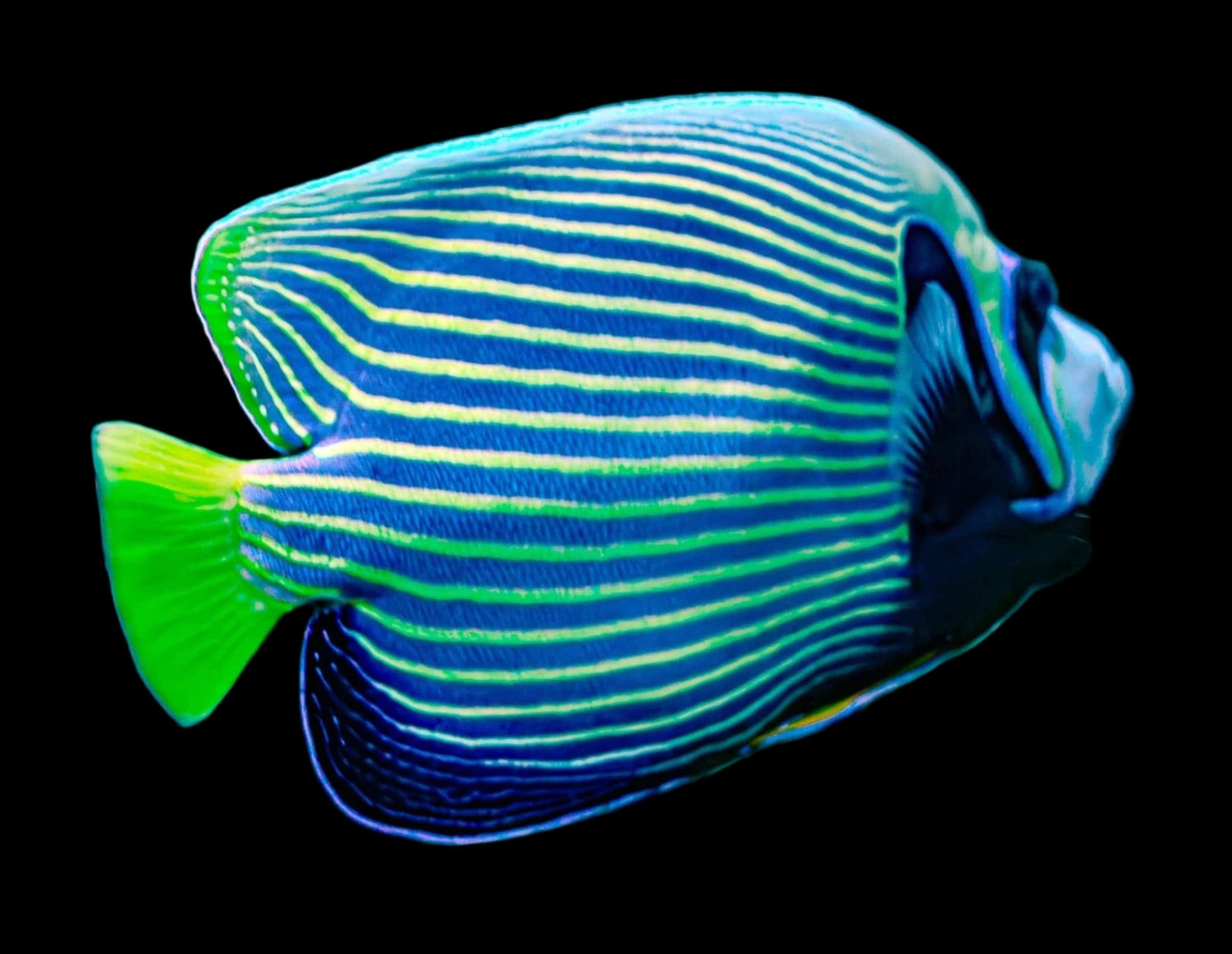 Angel: Imperator; Adult; Fiji