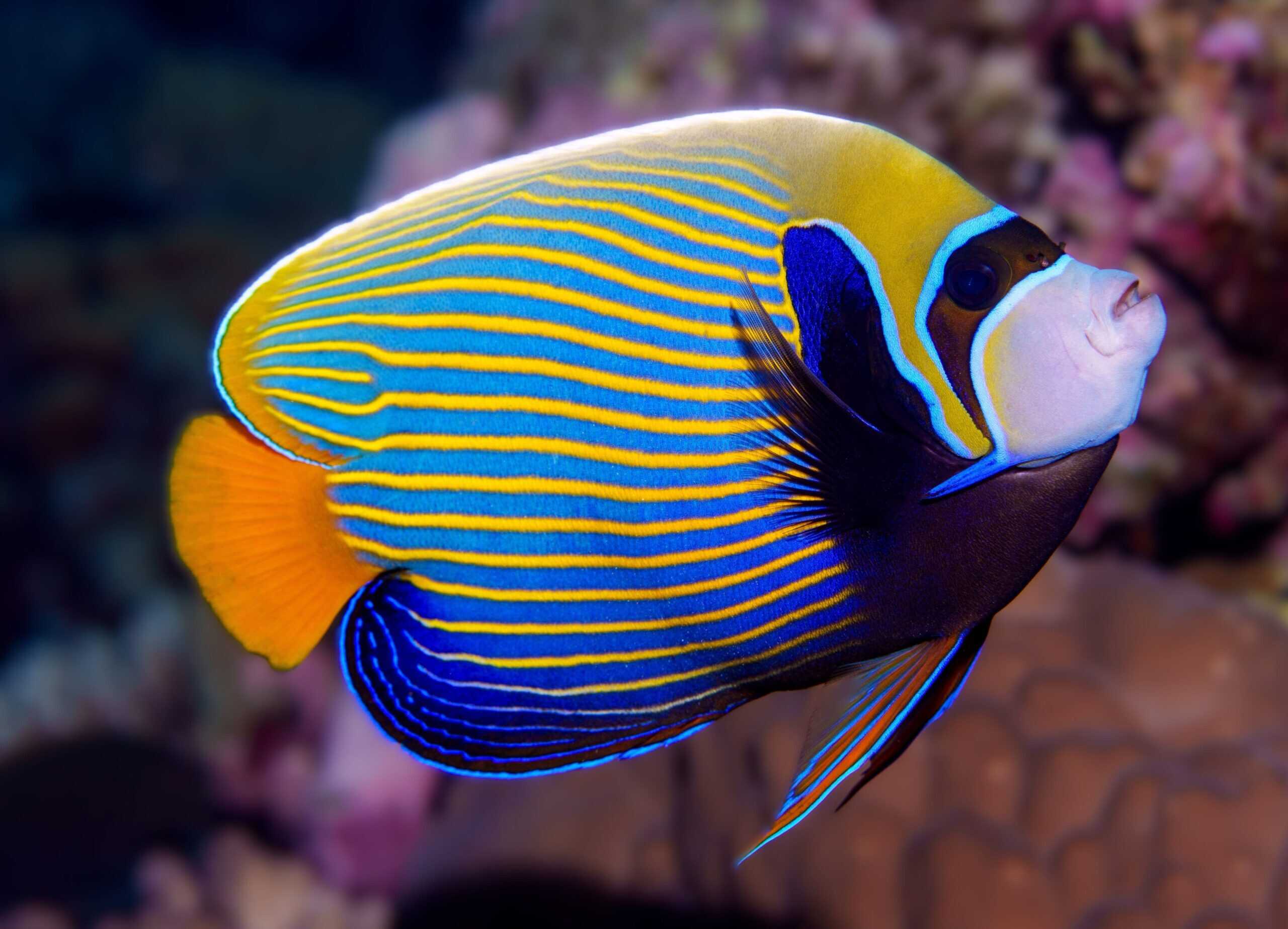 Angel: Imperator; Adult; Maldiv