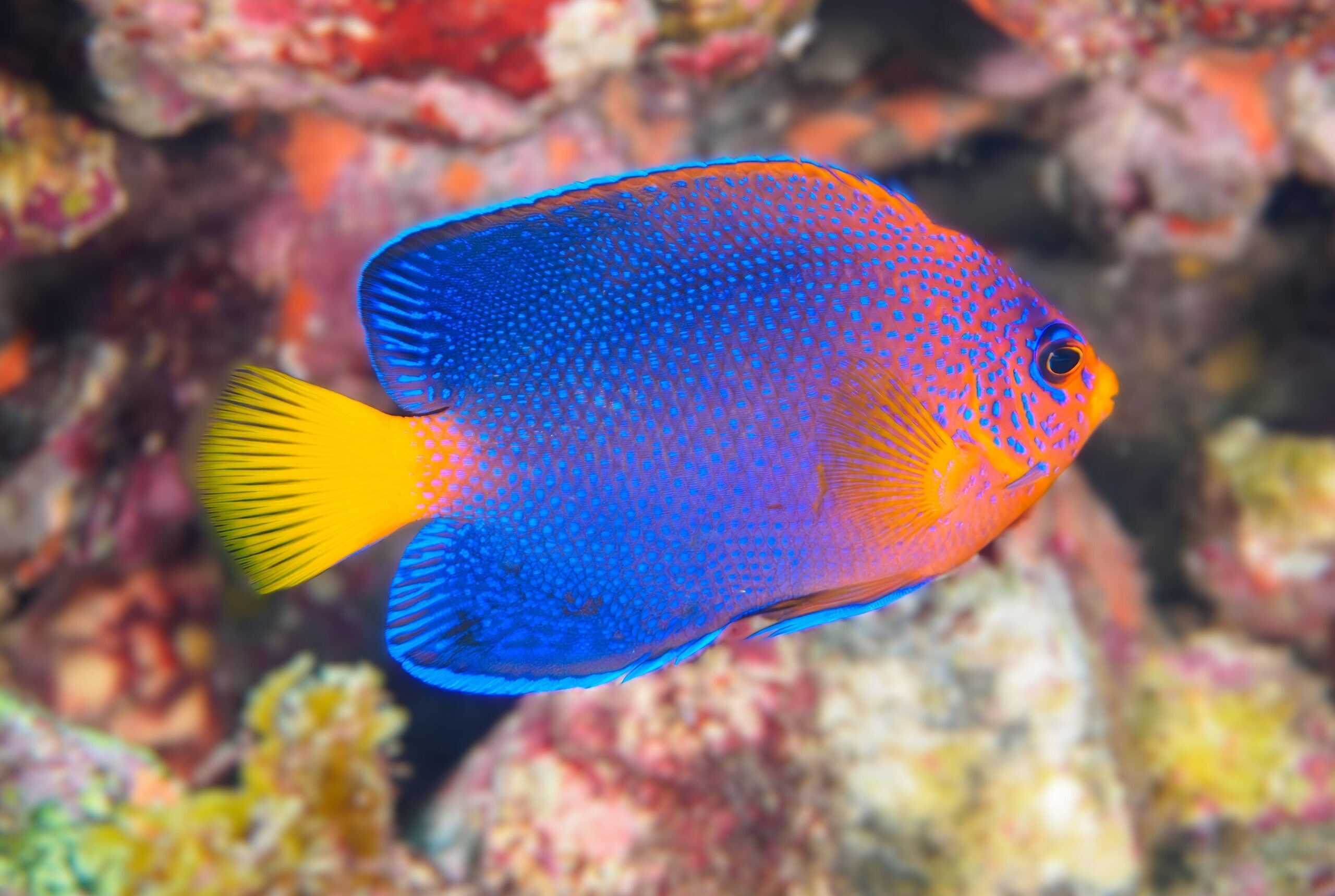 Angel: Interruptus; Japan