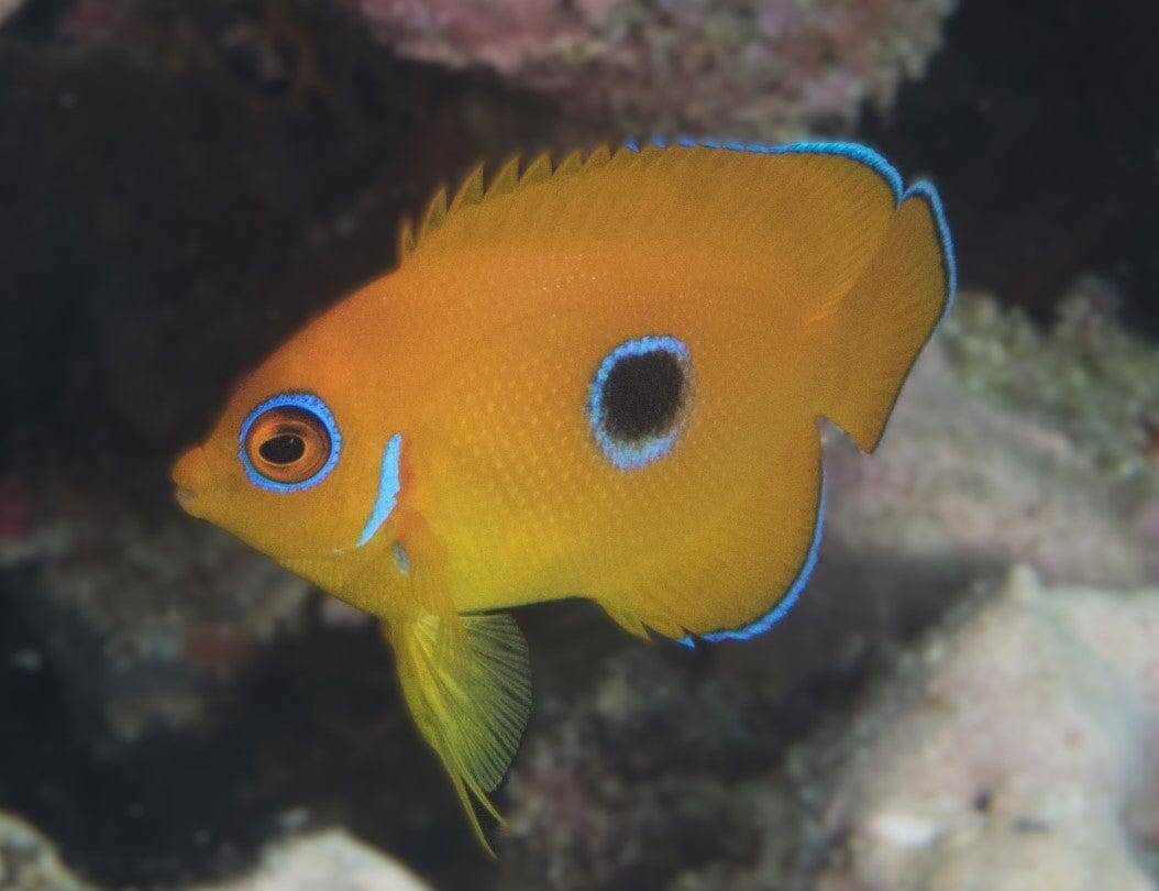 Angel: Lemonpeel; Juv; Haw.