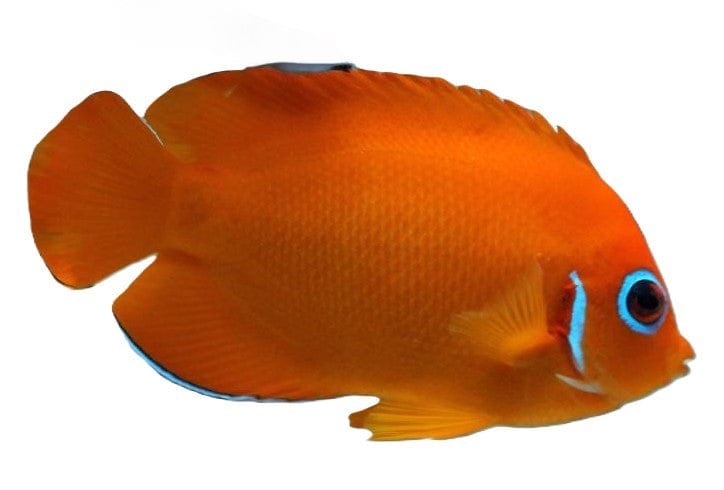 Angel: Lemonpeel; Orange; Haw.