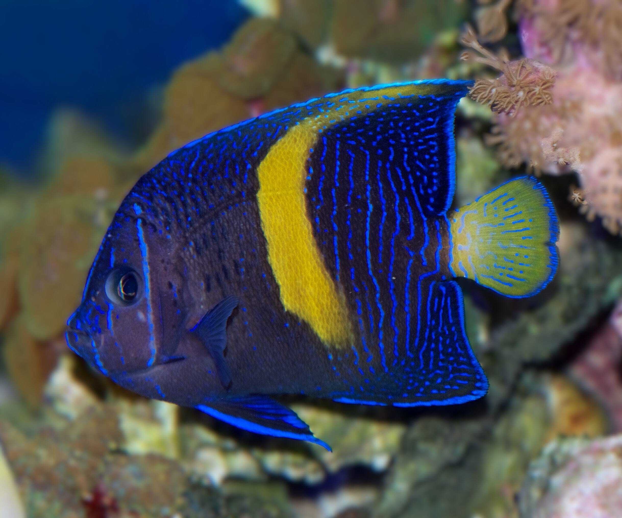 Angel: Maculosus; Chng.; T.R.