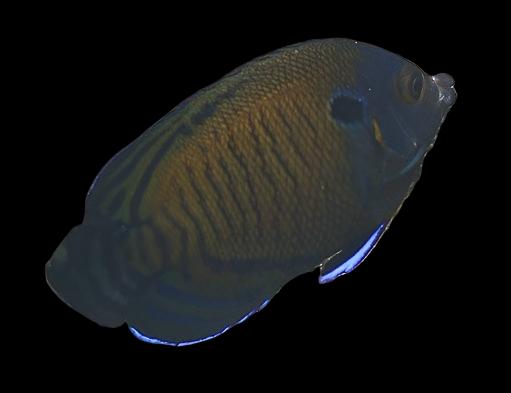 Angel: Multispine; Red Sea