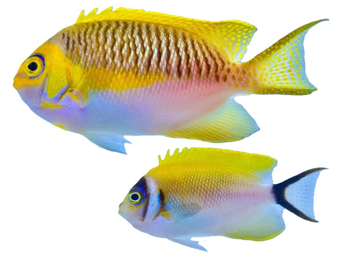 Angel: Masked Swallowtail; Pair