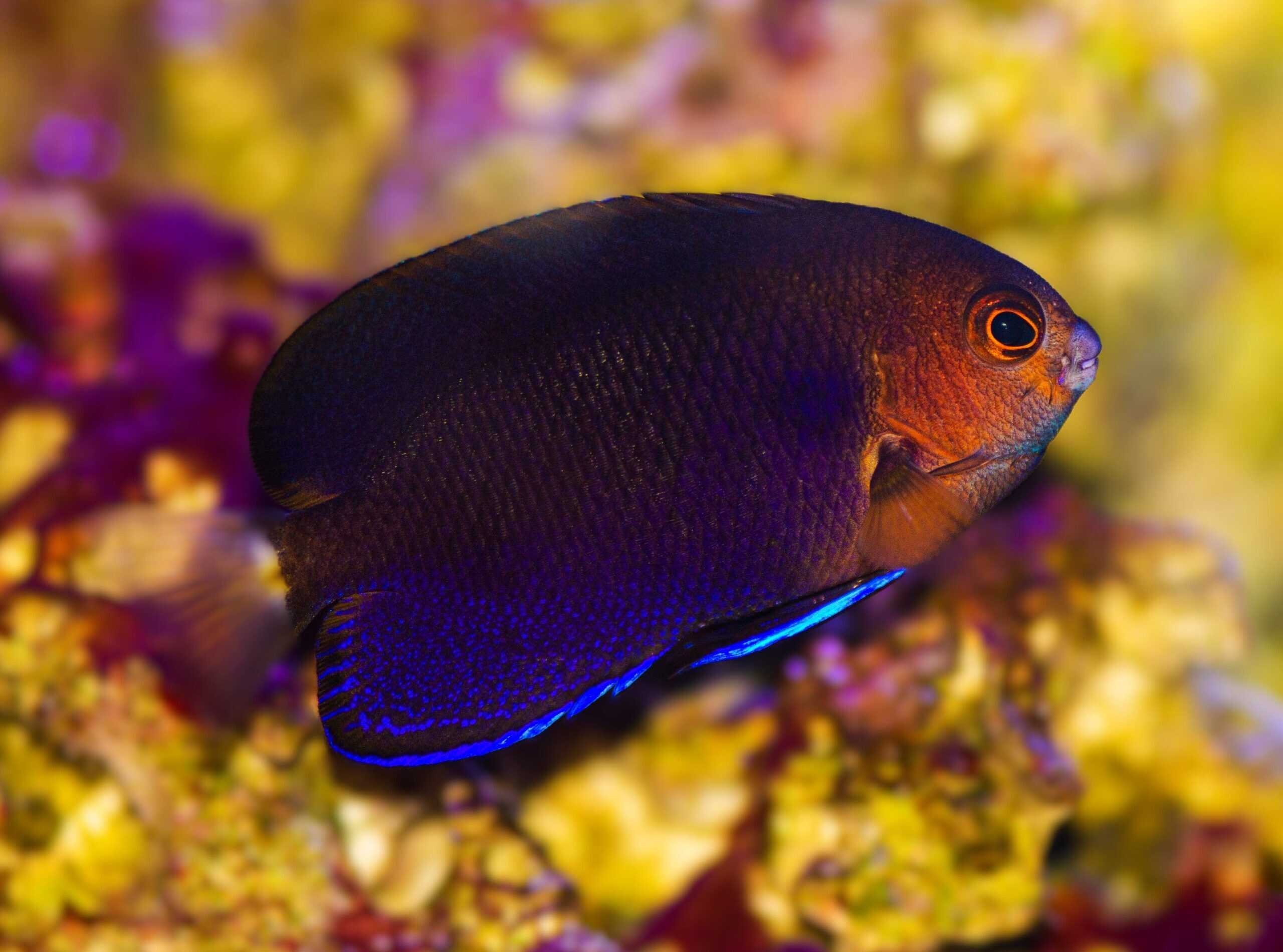 Angel: Pacific Pygmy; Fiji