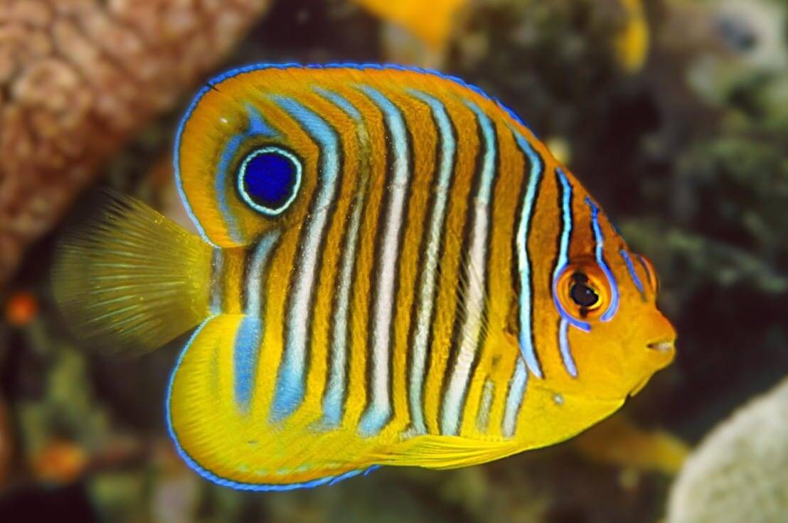 Angel: Regal; Yellow Belly; Juv