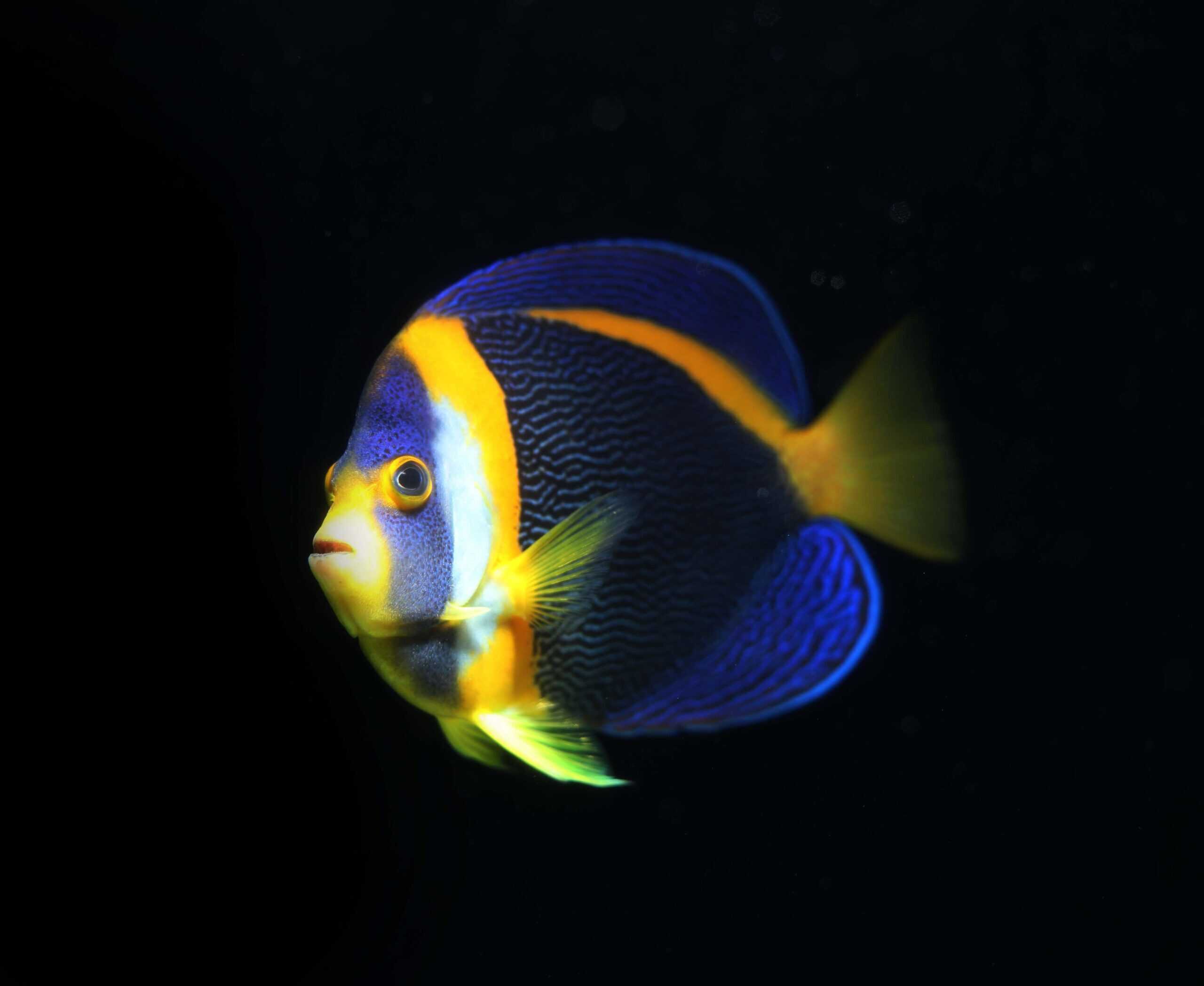 Angel: Scribbled; T.R.