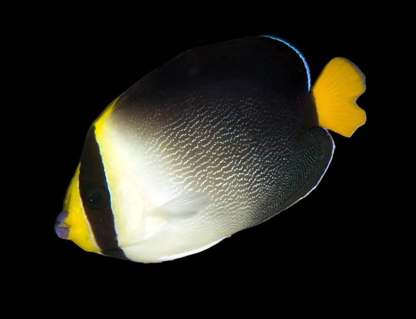 Angel: Singapore; Sol.