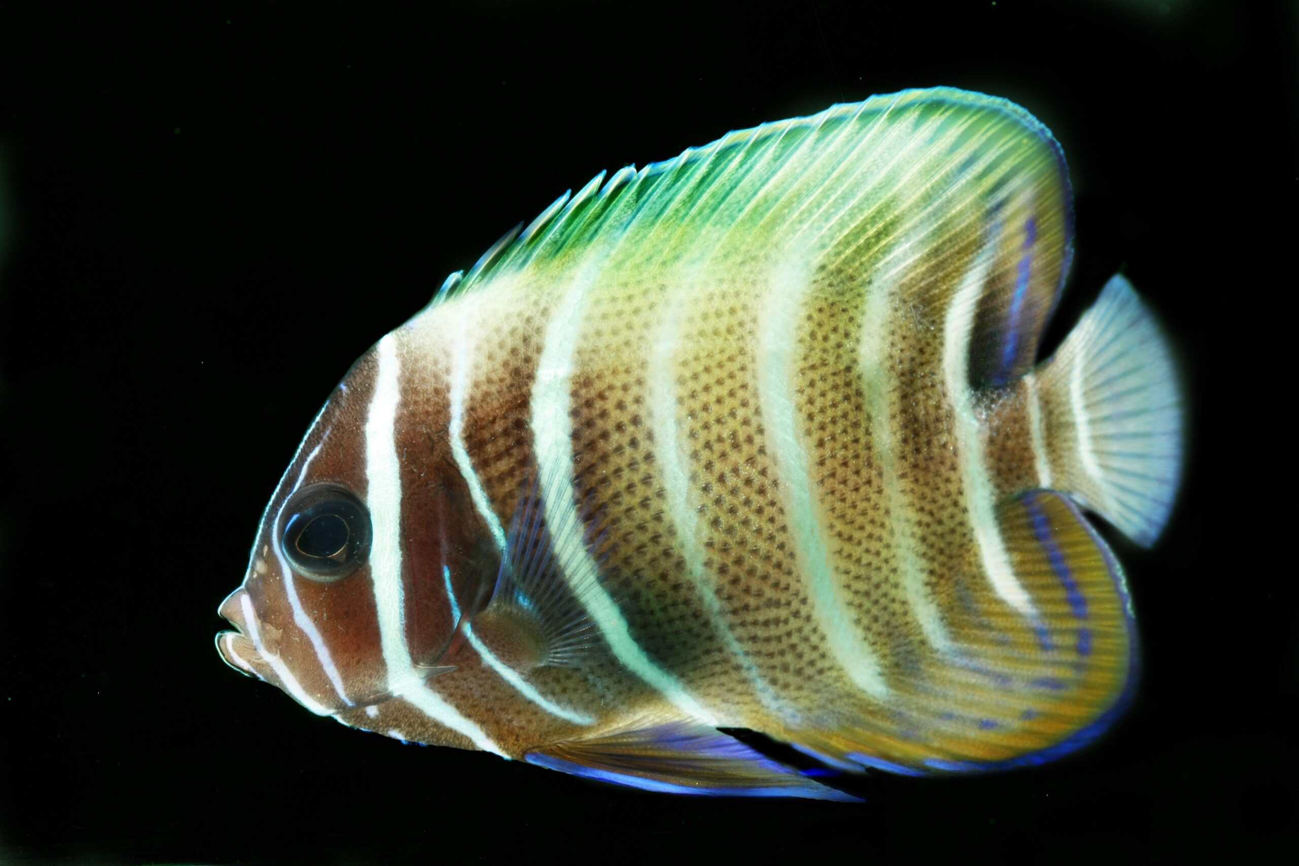 Angel: Six Bar; Juv; Fiji