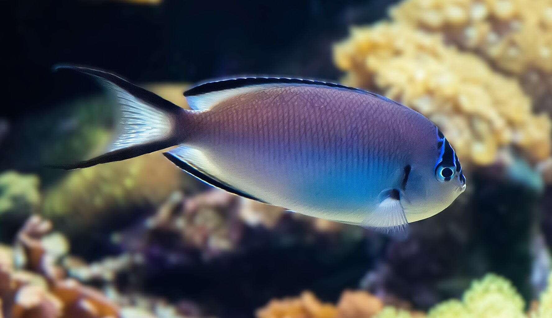 Angel: Watanabei; Female; Aus.