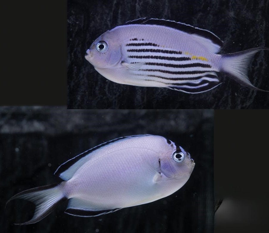 Angel: Watanabei; Pair; Fiji