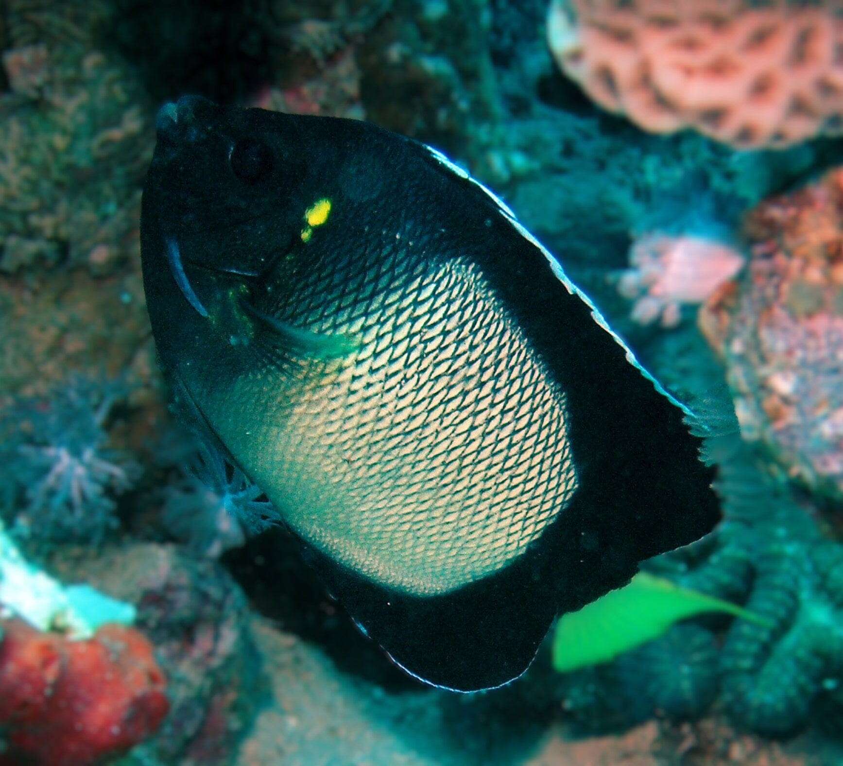 Angel: Xanthotis; Red Sea