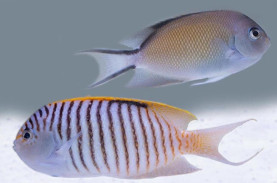 Angel: Zebra; Pair; Fiji