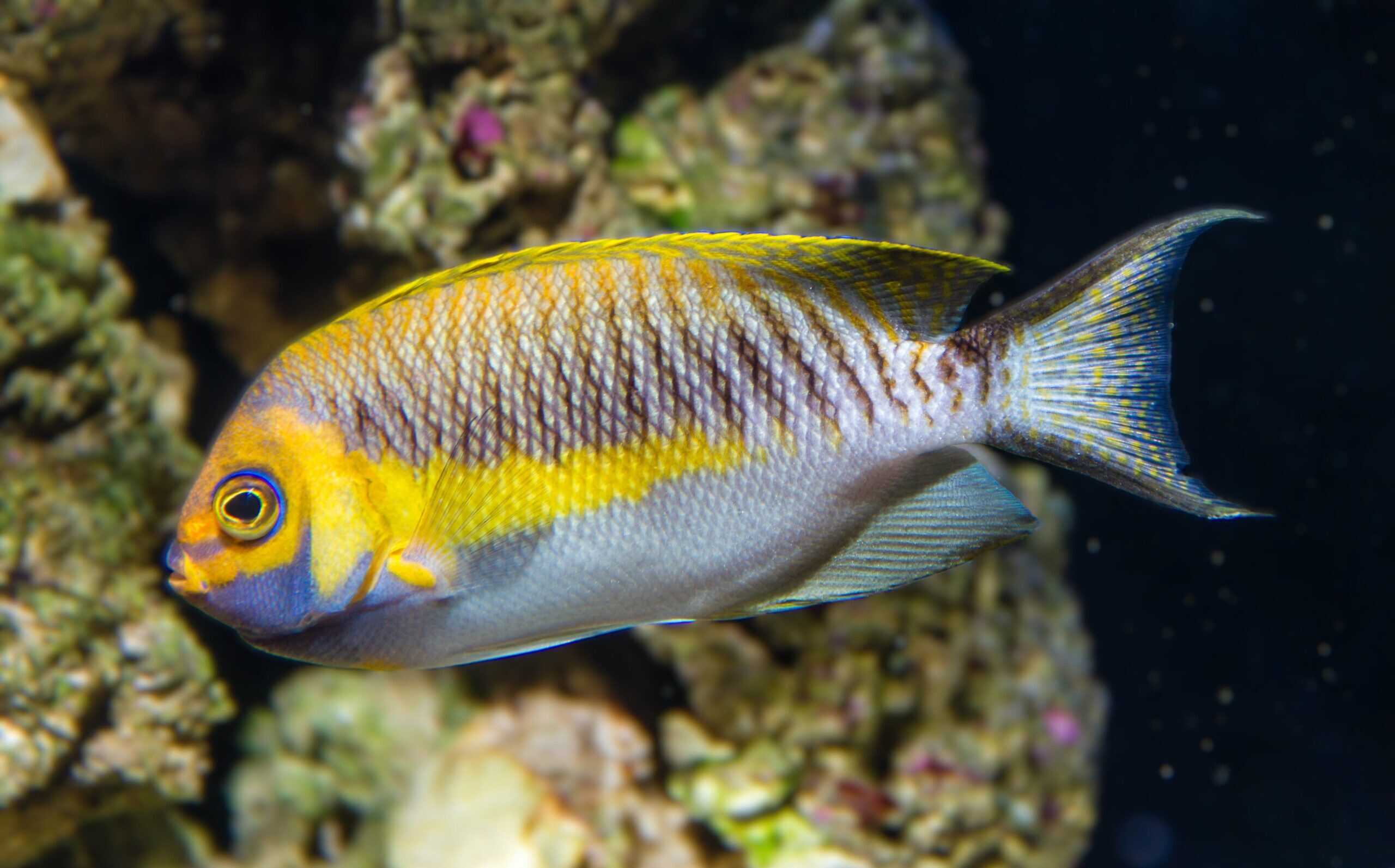 Angel: Zebra; Male; R.S.