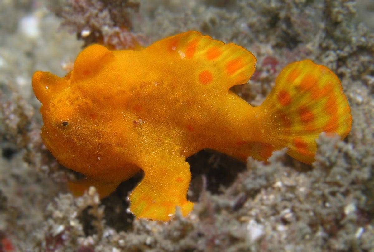 Angler: Colored; Africa