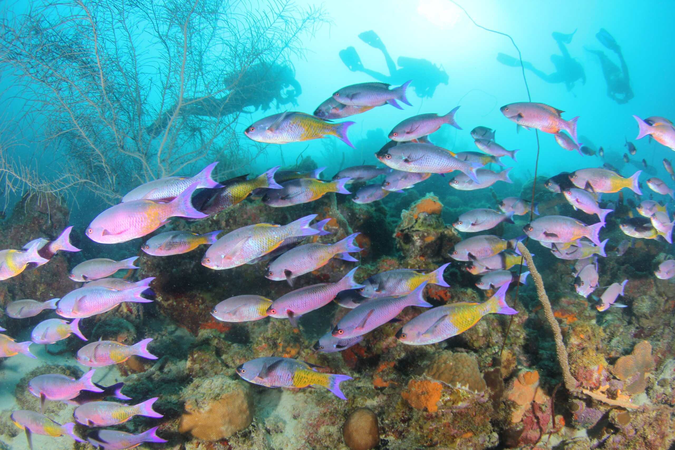 Wrasse: Assorted; Brz.