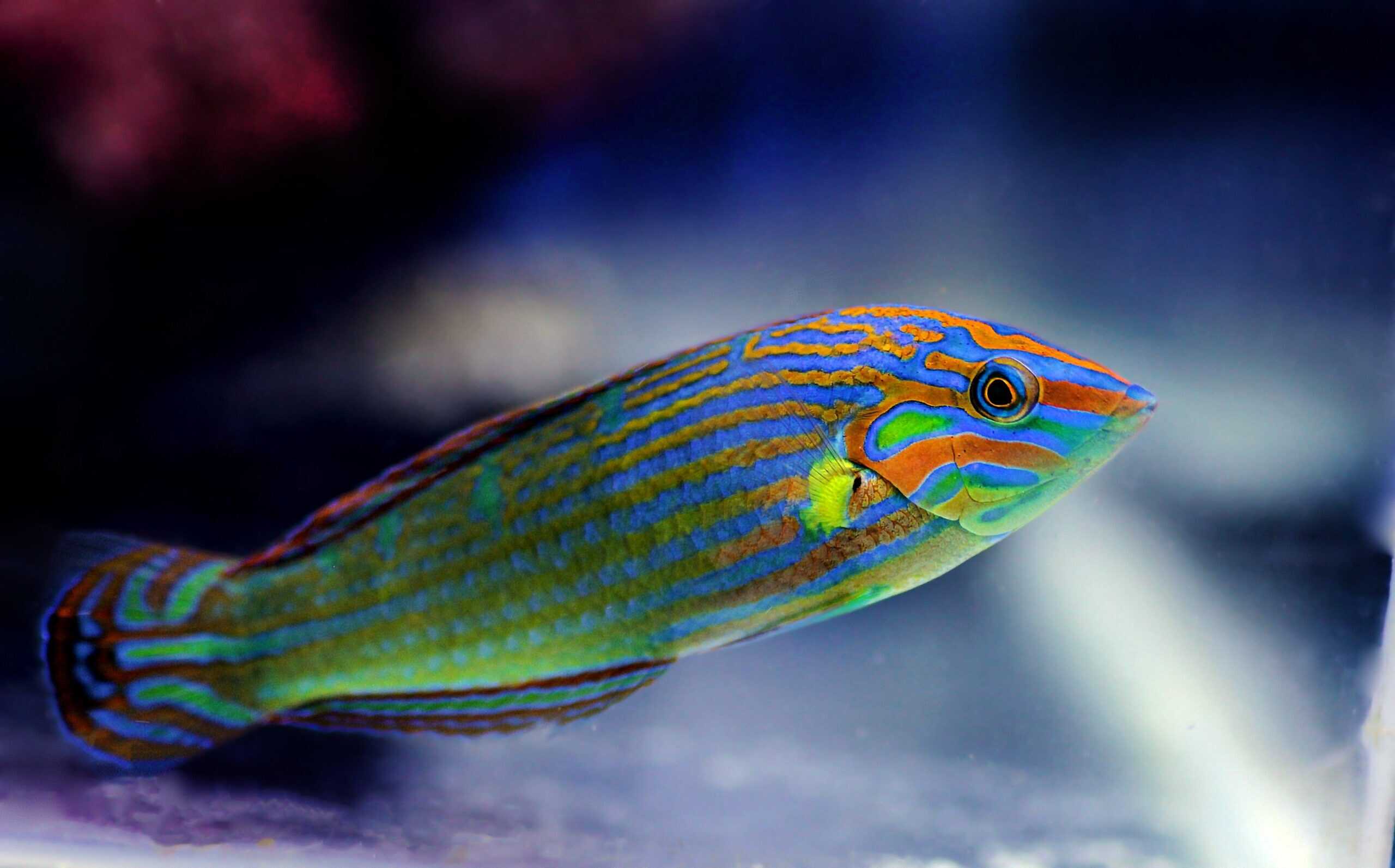 Wrasse: Assorted; Fiji