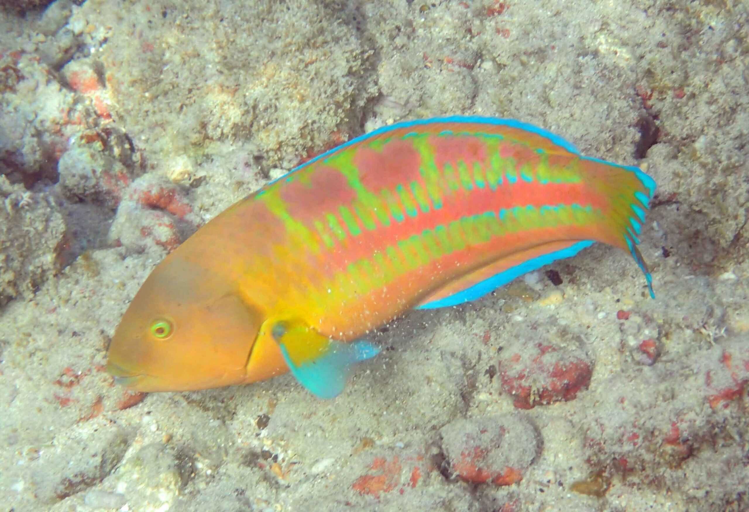 Wrasse: Assorted; Haw.