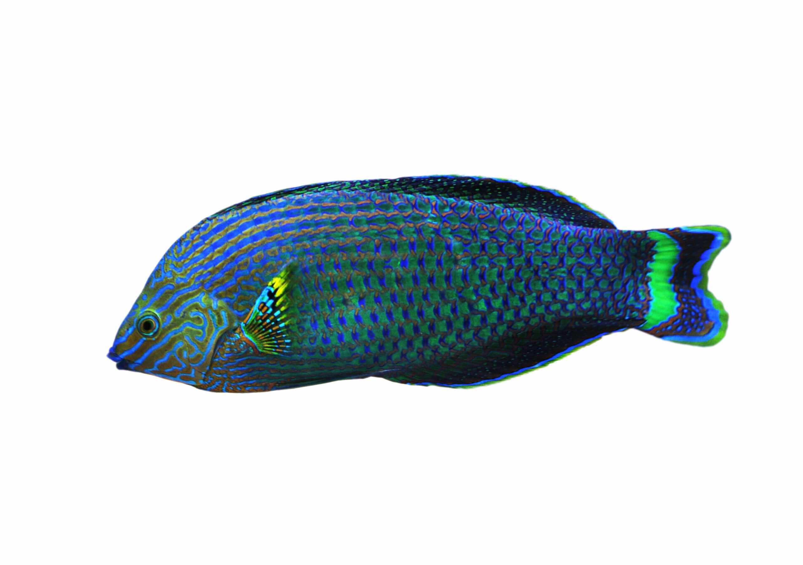 Wrasse: Assorted; Sol.