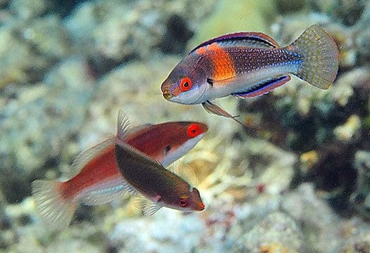 Wrasse: Balteatus Fairy; Pair