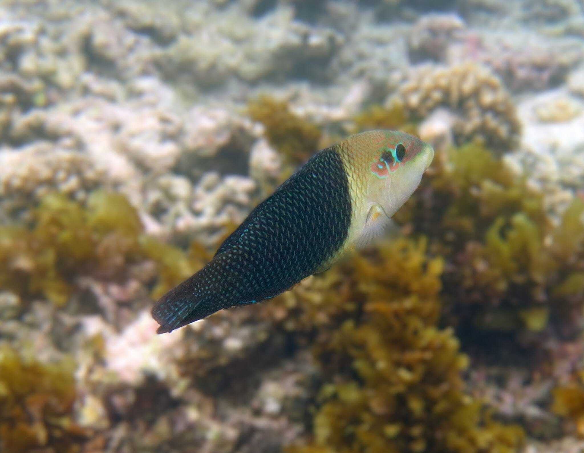 Wrasse: Barred Thicklip; Fiji