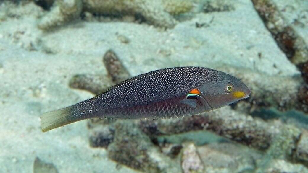 Wrasse: Blue Line; Female; Fiji