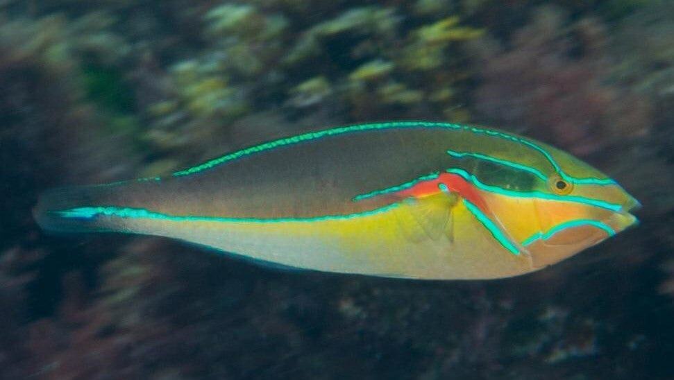 Wrasse: Blue Line; Male; Fiji