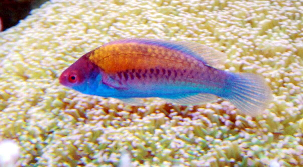 Wrasse: Blue Sided Fairy; Fiji