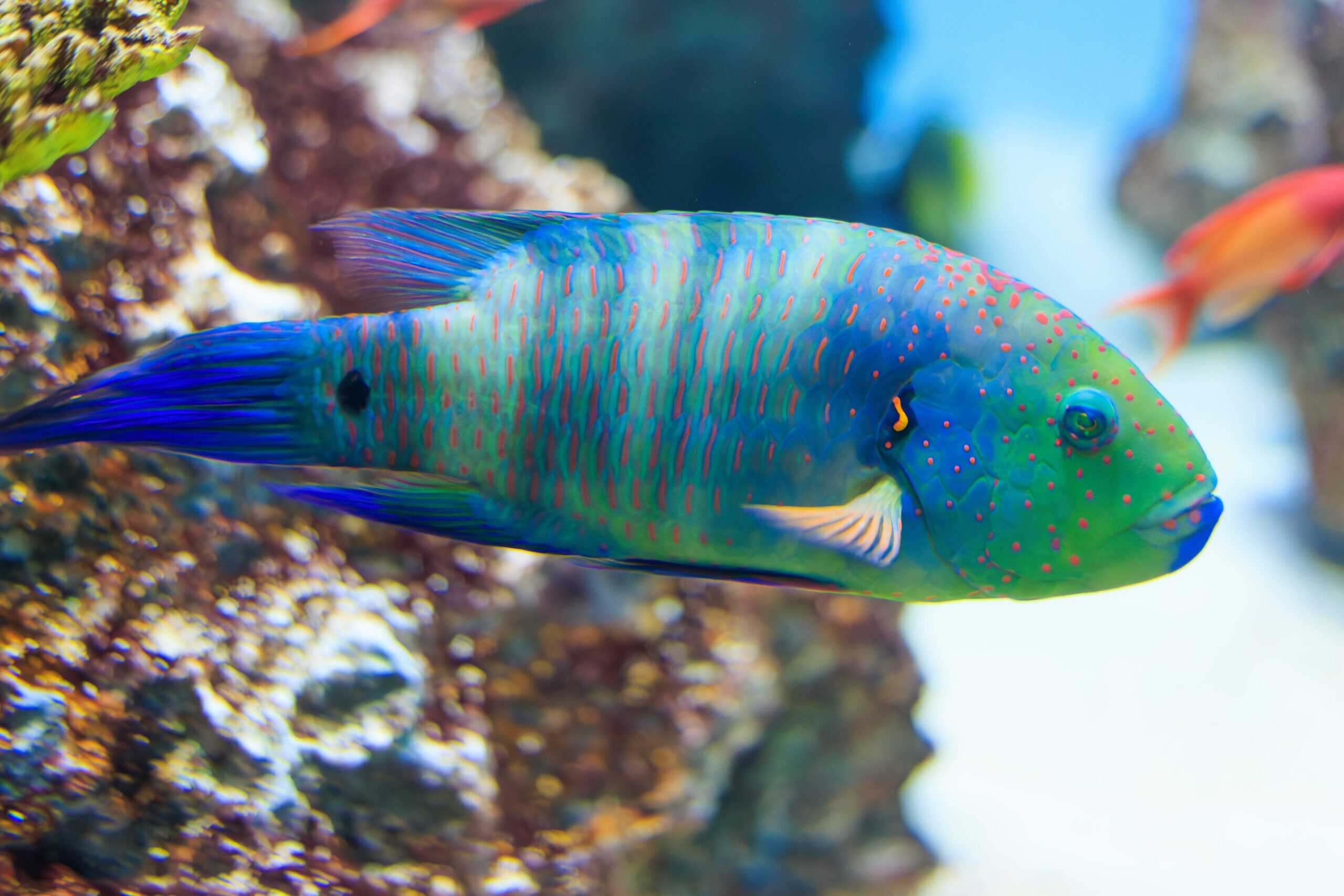 Wrasse: Broomtail