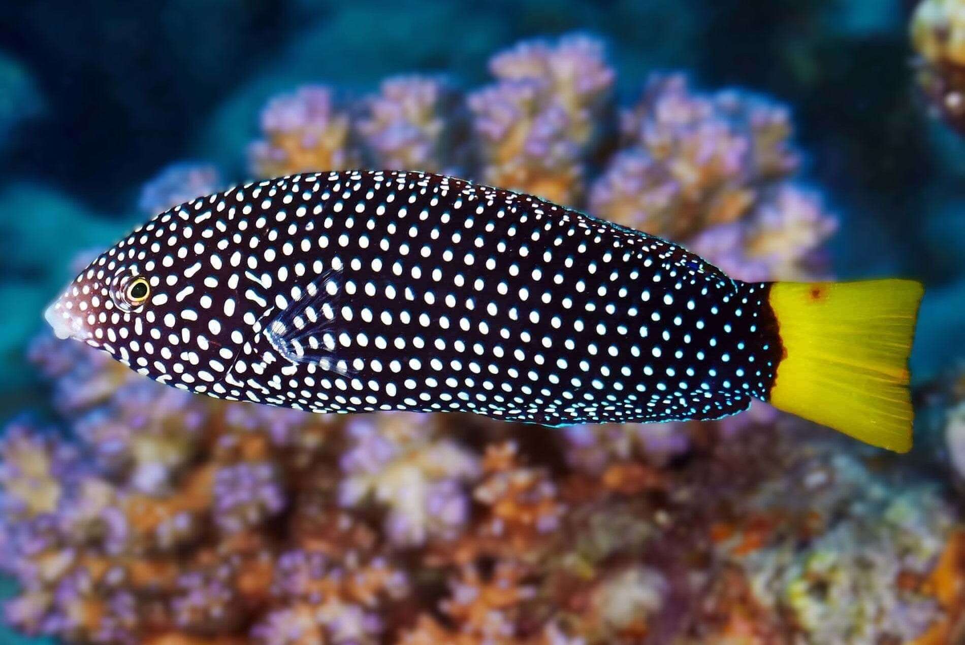 Wrasse: Yellowtail Tamarind; Africa