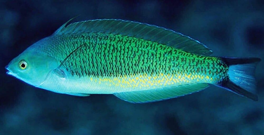 Wrasse: Torpedo; Male; Aus.