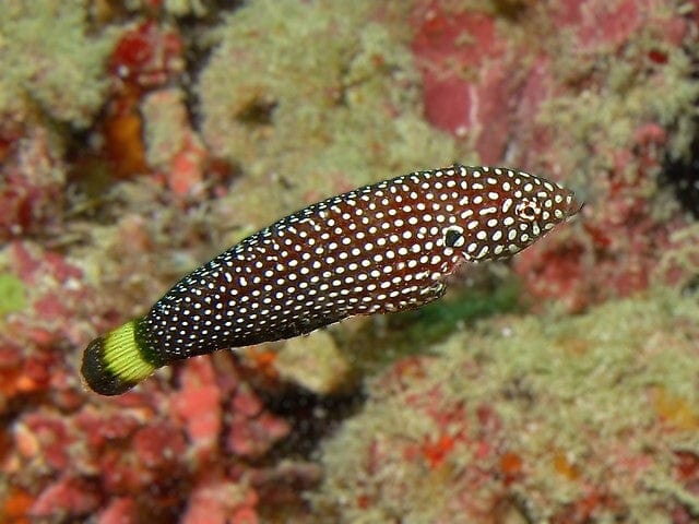 Wrasse: Yellow Tailband