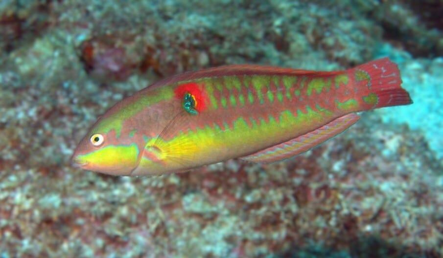 Wrasse: Wounded; Fiji