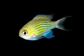 Damsel: Lined Chromis