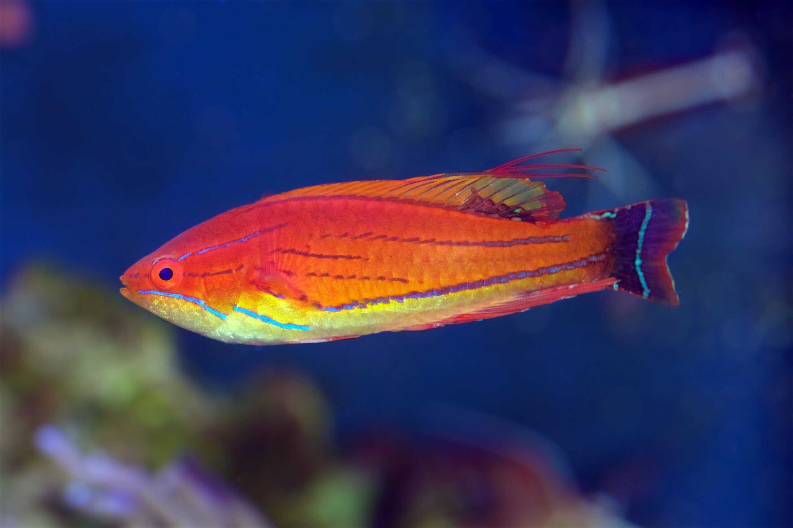 Wrasse: Carpenter Flasher; Afr