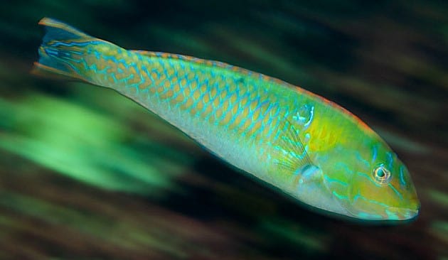Wrasse: Chameleon