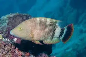 Wrasse: Cheilinus Lobatus
