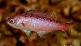 Wrasse: Creole; Juv.; Atl.