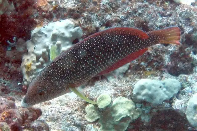 Wrasse: Cuviers; Haw.