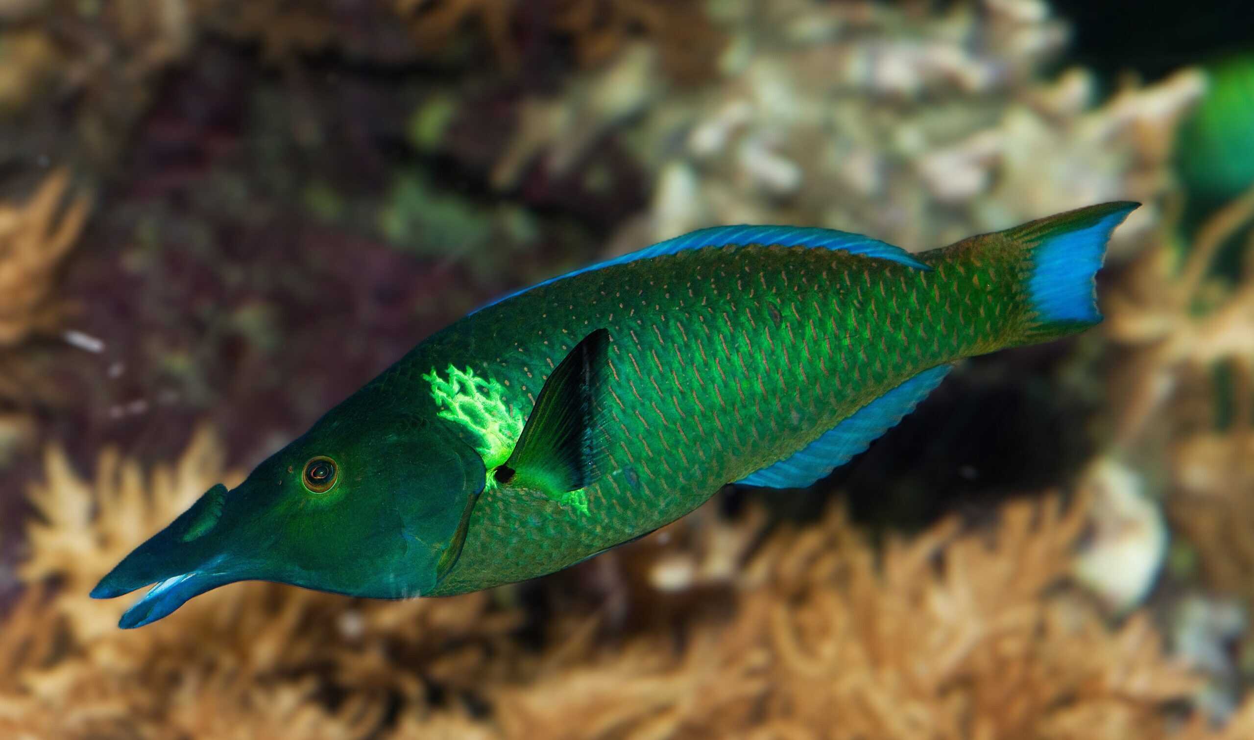 Wrasse: Green Bird; Mar.