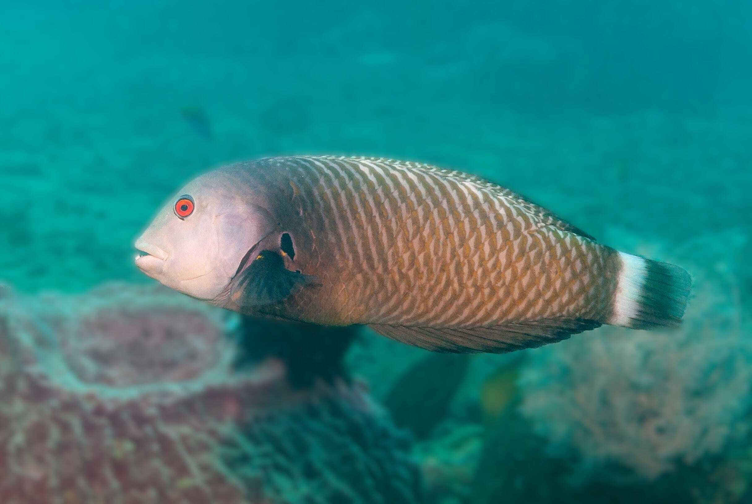 Wrasse: Dragon; Haw.