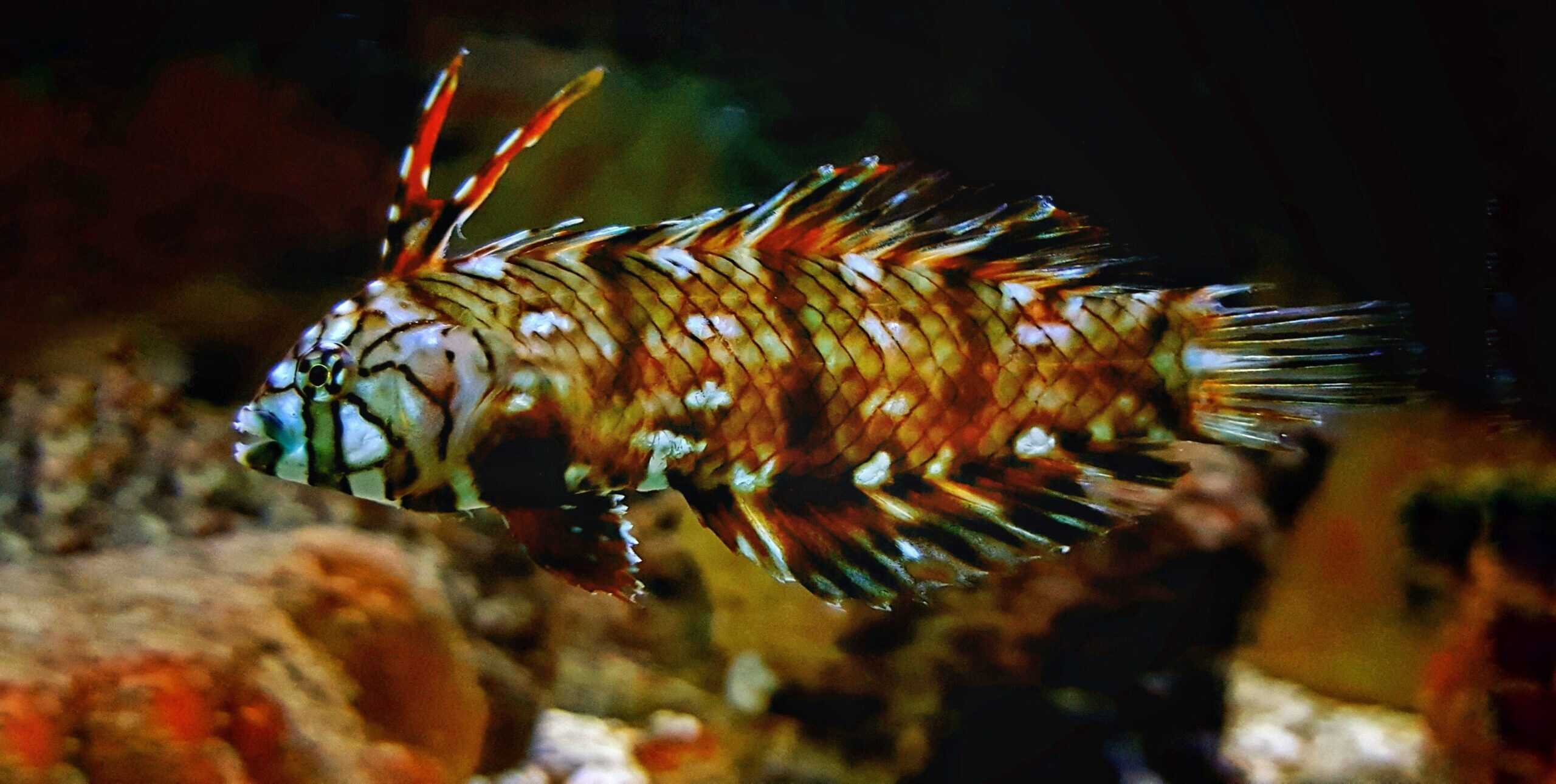 Wrasse: Dragon; Juv; Fiji