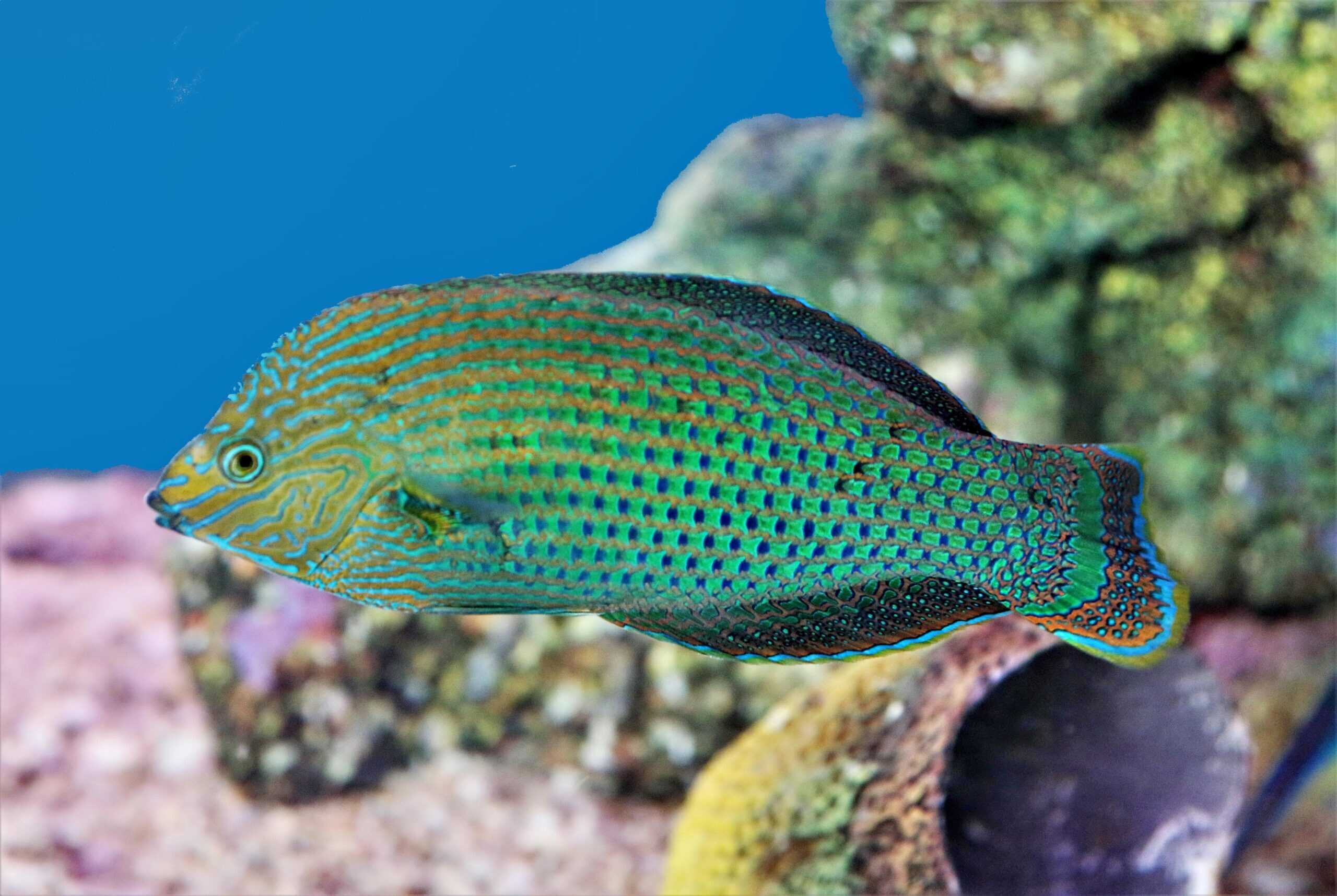 Wrasse: Dusky; Fiji